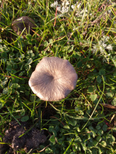 Гриб из Днестровск