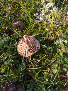 Гриб из Днестровск