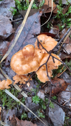 Гриб из санкт петербург