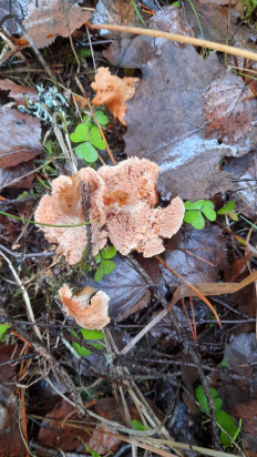 Гриб из санкт петербург