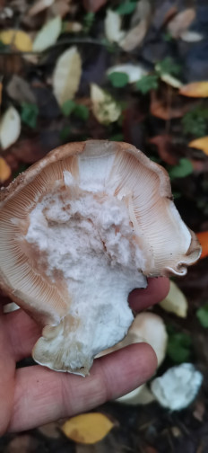 Гриб из Залупа