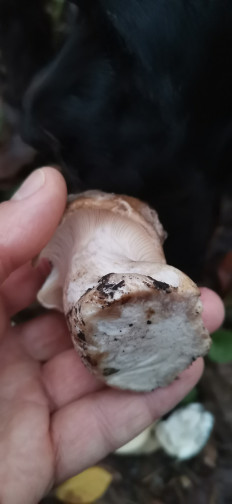 Гриб из Залупа