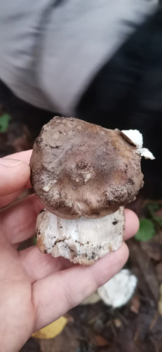 Гриб из Залупа