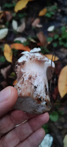 Гриб из Залупа