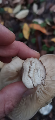 Гриб из Залупа