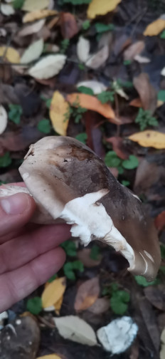 Гриб из Залупа