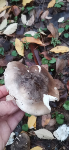 Гриб из Залупа