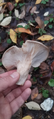 Гриб из Залупа