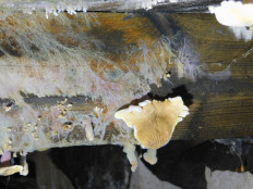 Гриб из Полоцк