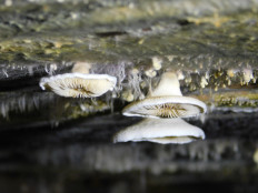 Гриб из Полоцк