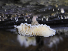 Гриб из Полоцк