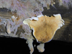 Гриб из Полоцк