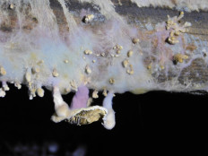 Гриб из Полоцк