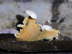 Гриб из Полоцк