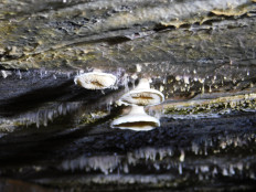 Гриб из Полоцк