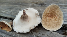 Гриб из Полоцк