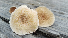 Гриб из Полоцк