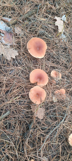 Говорушка перевёрнутая