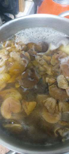 Говорушка перевёрнутая