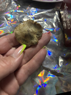 Гриб из Черноморское