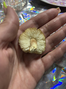 Гриб из Черноморское