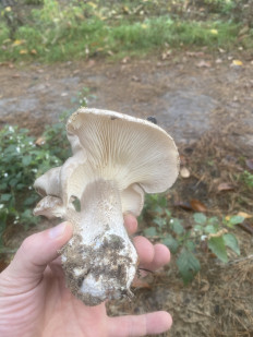 Гриб из Киев