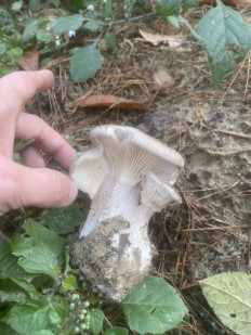 Гриб из Киев