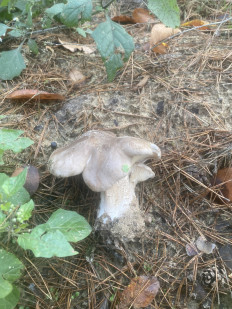 Гриб из Киев