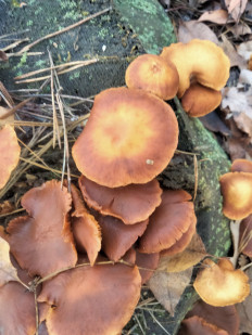 Гриб из Киев