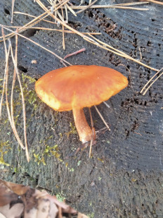 Гриб из Киев