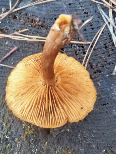 Гриб из Киев