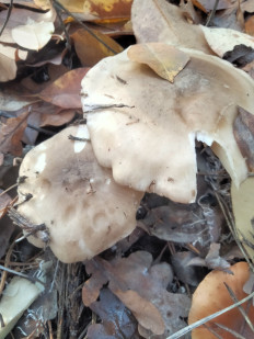 Гриб из Киев