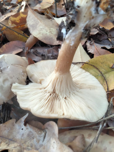 Гриб из Киев