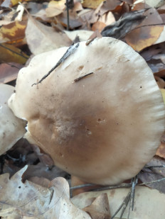 Гриб из Киев