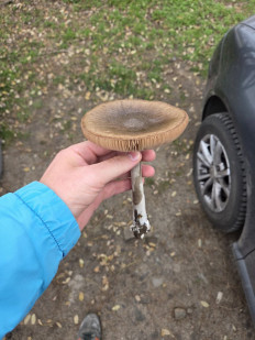 Гриб из Ростов-на-Дону