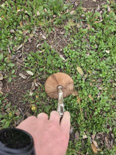 Гриб из Ростов-на-Дону