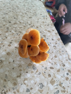 Гриб из Симферополь