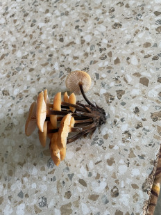 Гриб из Симферополь