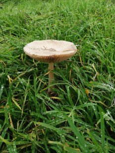 Вольвариелла слизистоголовая