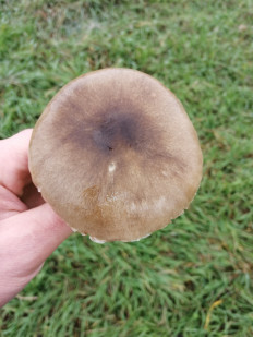 Вольвариелла слизистоголовая
