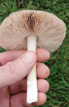 Вольвариелла слизистоголовая