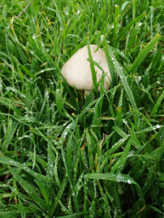 Вольвариелла слизистоголовая