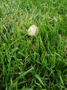 Вольвариелла слизистоголовая