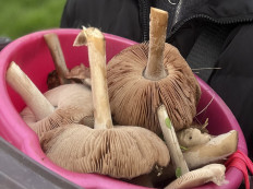 Гриб из Ростовская область,г.Зерноград