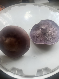 Гриб из Белгород