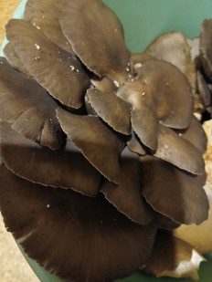 Гриб из Саратов