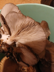 Гриб из Саратов