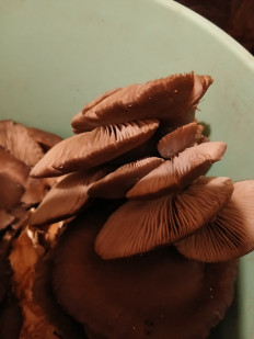 Гриб из Саратов