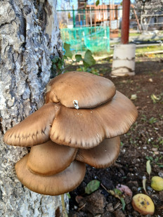 Гриб из Саратов