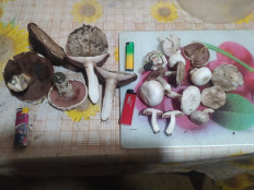 Гриб из Ейск